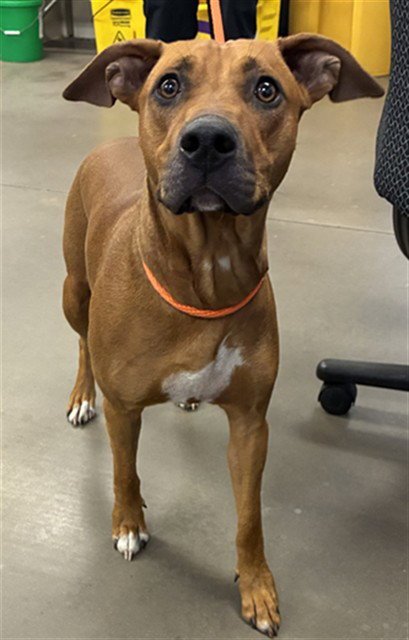 BAMBI - Black Mouth Cur available for adoption