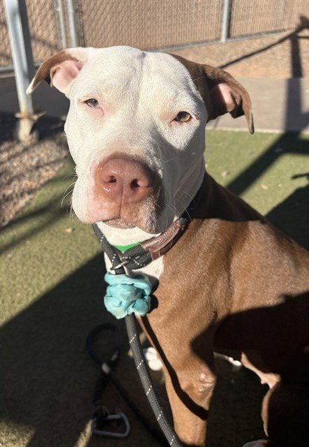 MUDSLIDE - American Pit Bull Terrier available for adoption