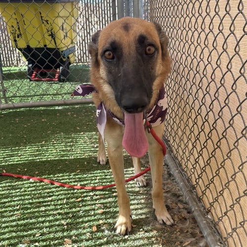 ECLIPSE - German Shepherd Dog available for adoption