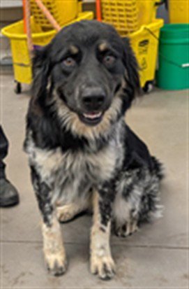 MINT CHIP - Border Collie available for adoption
