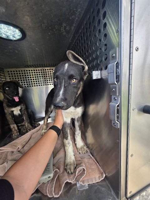 MINNIE - Pointer / Australian Cattle Dog/Blue Heeler available for adoption