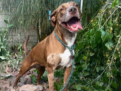 CALLIE - Catahoula Leopard Dog available for adoption