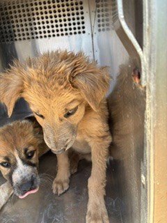 RAINBOW - German Shepherd Dog available for adoption