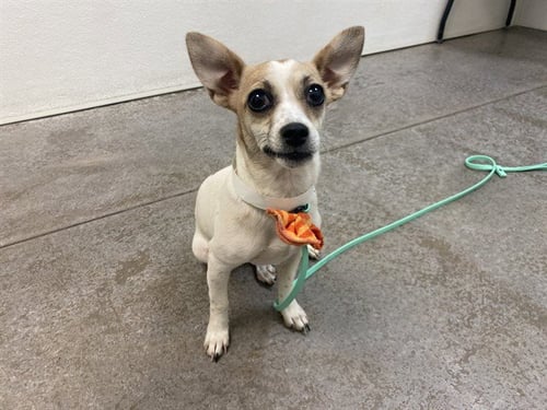 HARMONICA - Chihuahua available for adoption
