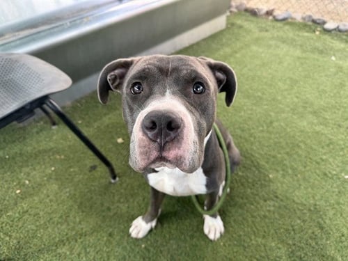 FINNIGAN - American Pit Bull Terrier available for adoption