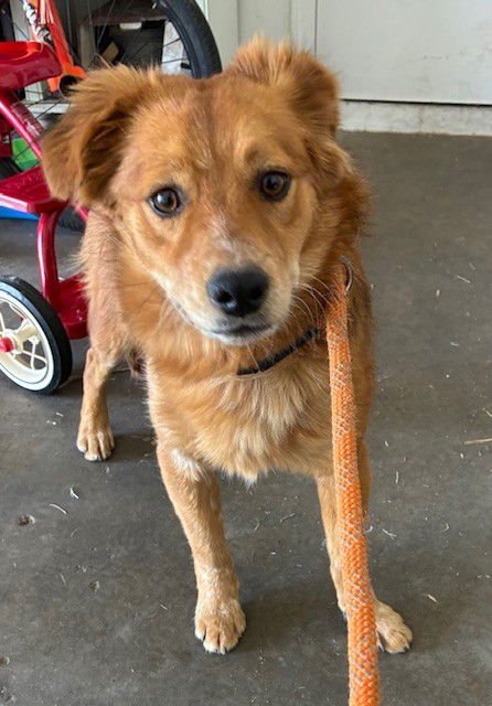 ZIGGY - Chow Chow available for adoption