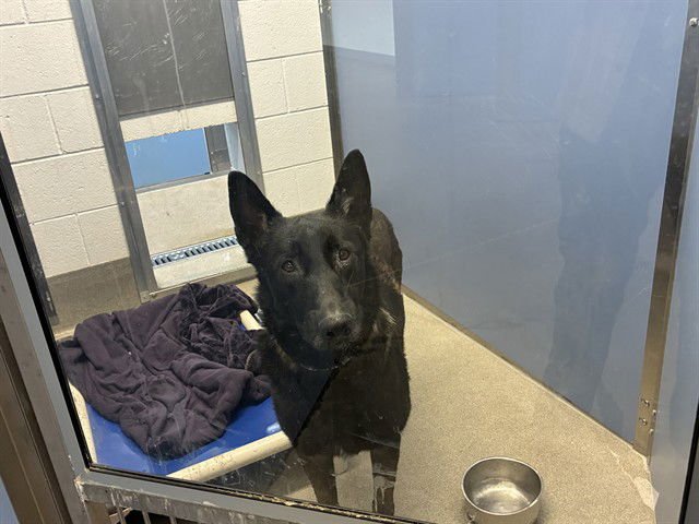 TORPEDO - Belgian Shepherd Malinois available for adoption