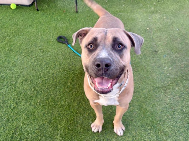 SAMUEL - American Pit Bull Terrier available for adoption