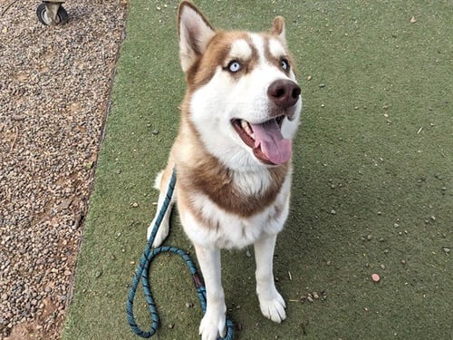 RIDDLER - Siberian Husky available for adoption