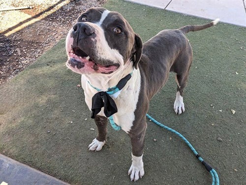 TWIZZLER - American Pit Bull Terrier available for adoption
