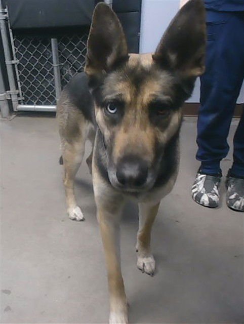 TURNIP - German Shepherd Dog / Siberian Husky available for adoption