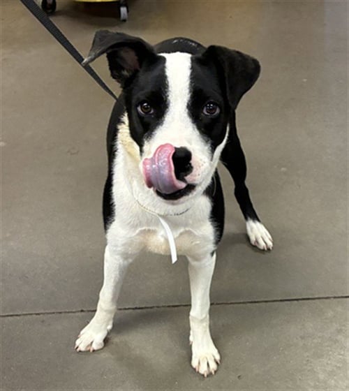 SCOOODLE - Border Collie available for adoption