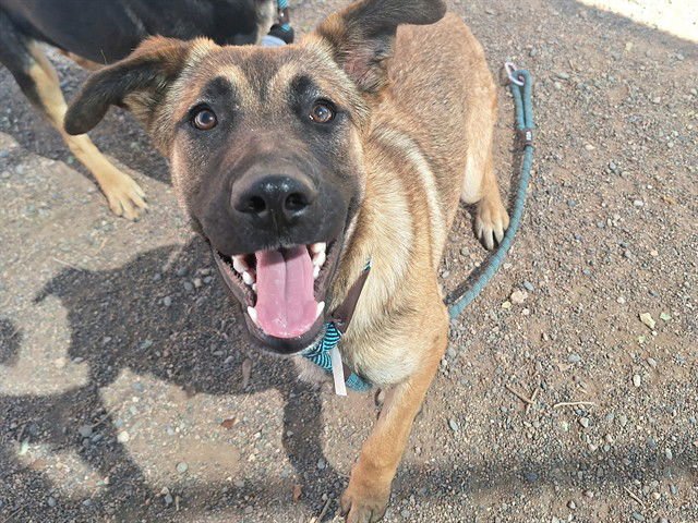 WHIMSY - German Shepherd Dog available for adoption