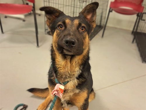 OTTER - German Shepherd Dog available for adoption