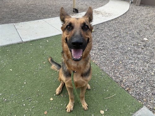 ROCKIE - German Shepherd Dog available for adoption