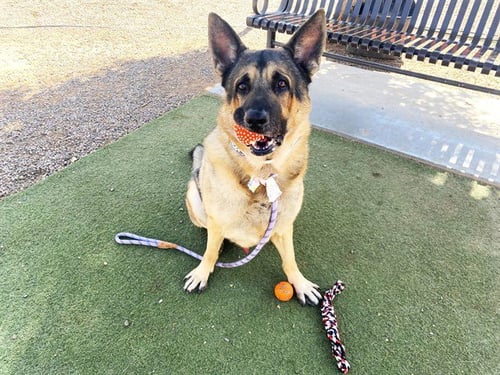 GUSTAVE - German Shepherd Dog available for adoption
