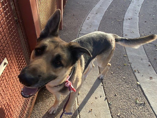 LOVER BOY - German Shepherd Dog available for adoption