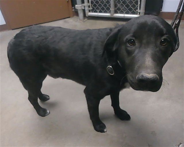 GOOGLY - Labrador Retriever available for adoption