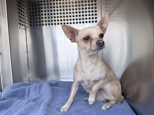 BAJA - Chihuahua available for adoption