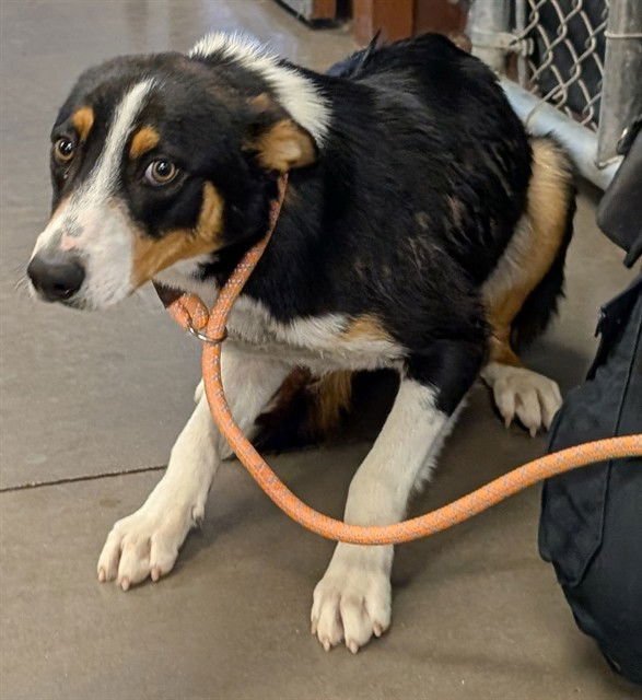 SNICKERS - Border Collie available for adoption