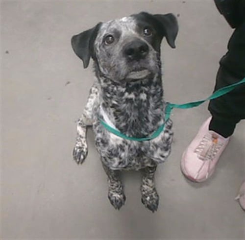 SHERBERT - Queensland Heeler available for adoption