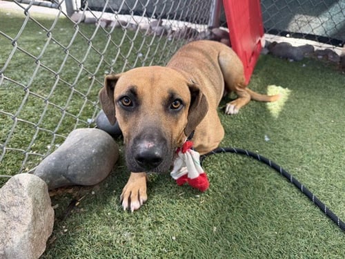 MAELLE - Carolina Dog available for adoption