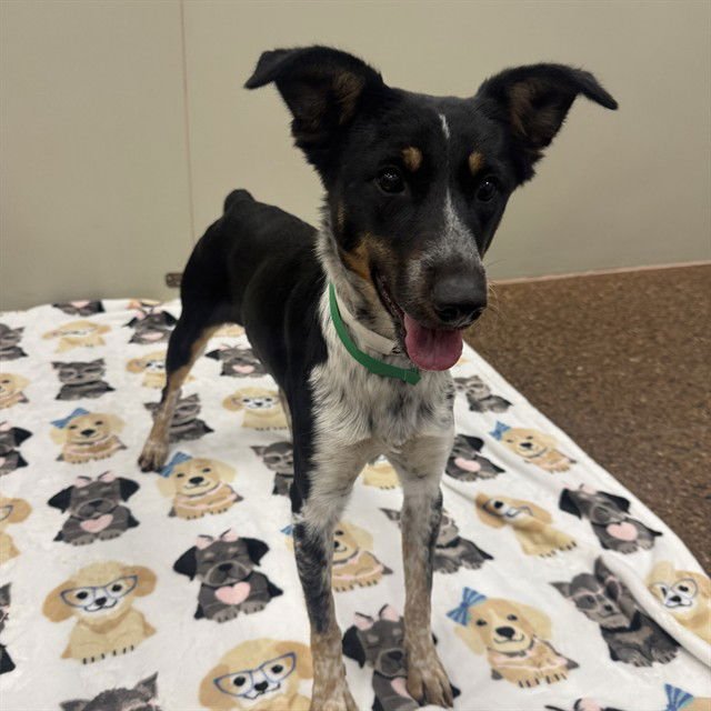 SUKI - Australian Cattle Dog/Blue Heeler available for adoption