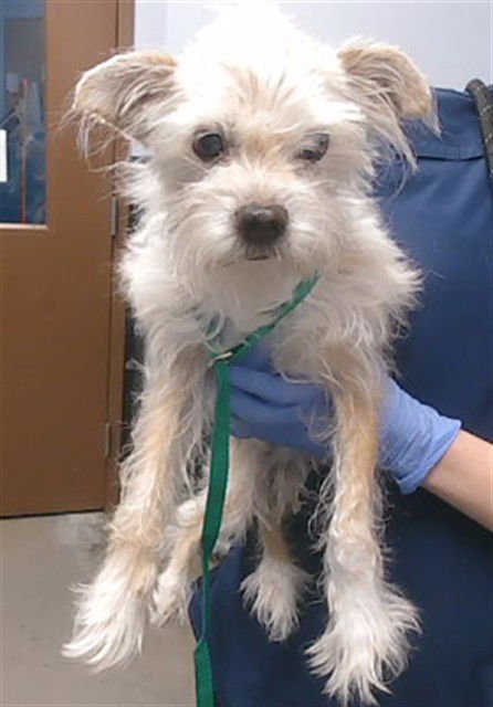 MARLEY BEAN - Cairn Terrier / Chihuahua available for adoption