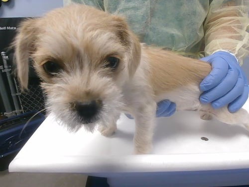 SYDNEY - Miniature Schnauzer available for adoption