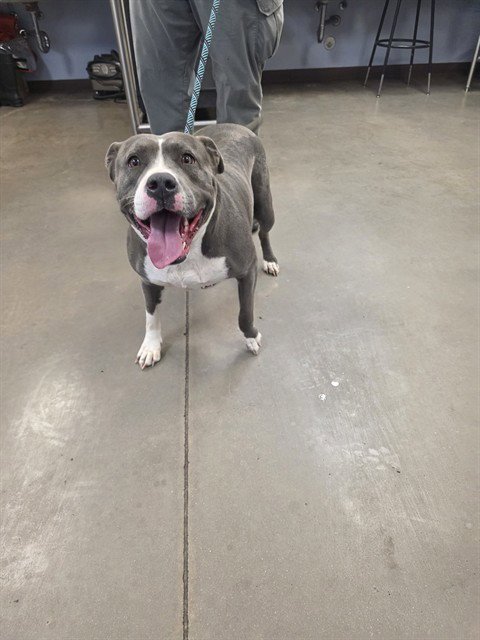 GIGI - American Pit Bull Terrier available for adoption