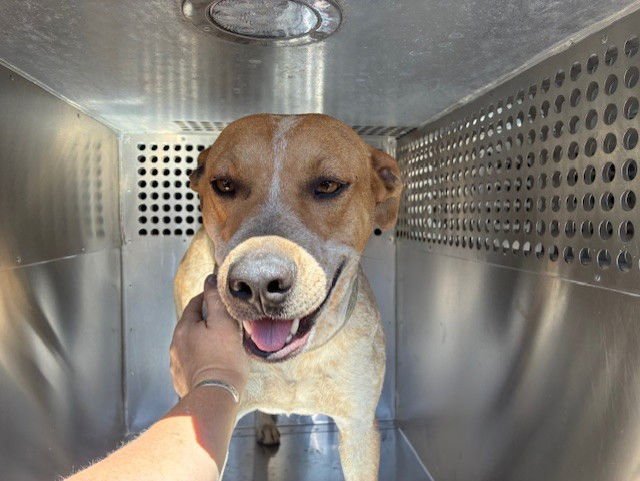 SRIRACHA - Queensland Heeler available for adoption