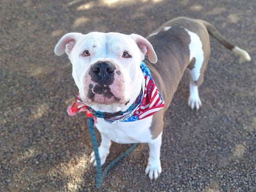GANDALF - American Pit Bull Terrier available for adoption