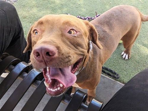 DAWN - American Pit Bull Terrier available for adoption