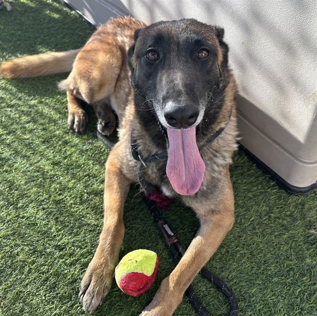 SHALLA - Belgian Shepherd Malinois available for adoption