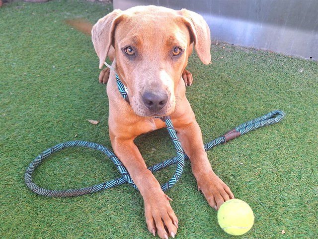 SOPHIA - American Pit Bull Terrier available for adoption