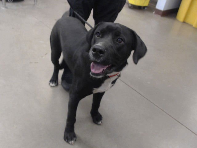 STUD MUFFIN - Labrador Retriever available for adoption