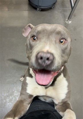 VANELLOPE - American Staffordshire Terrier available for adoption