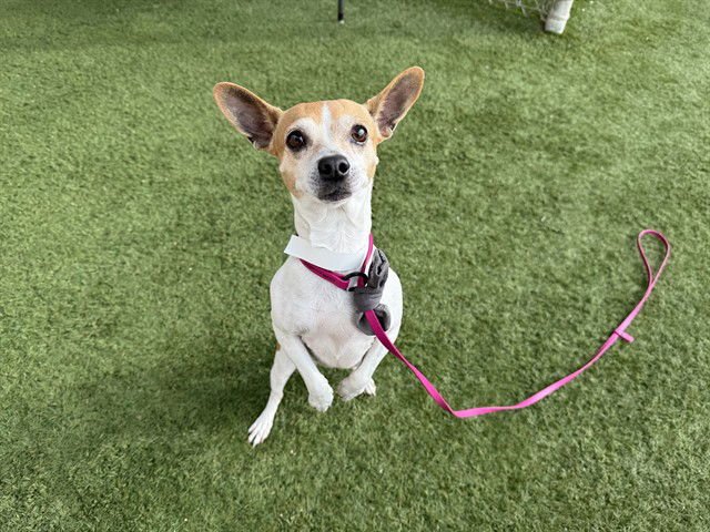 BIG MAMA - Chihuahua available for adoption