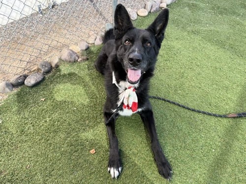 TOASTY - German Shepherd Dog available for adoption