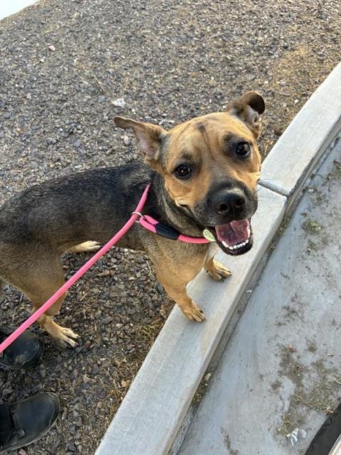 FRITTER - American Staffordshire Terrier available for adoption