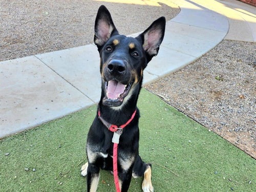 FRED - German Shepherd Dog available for adoption
