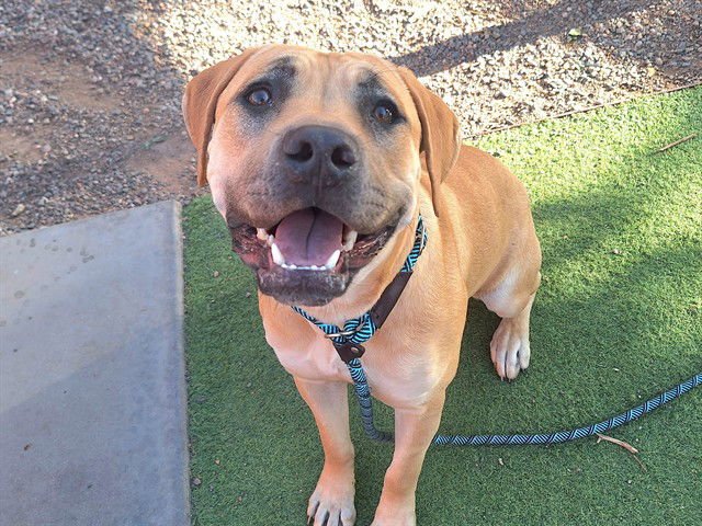 SATURDAY - American Pit Bull Terrier available for adoption