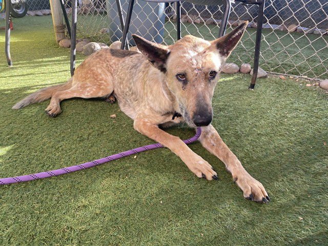 PHASMA - German Shepherd Dog available for adoption