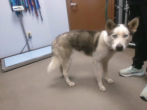 KENAI - Husky available for adoption