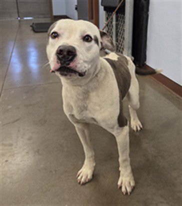 FERB - American Pit Bull Terrier available for adoption