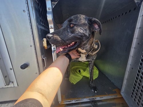 PRESTO - Hound available for adoption