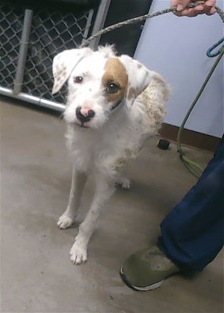 ZURI - Wirehaired Fox Terrier / Poodle (Standard) available for adoption