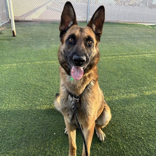 HYDE - German Shepherd Dog available for adoption