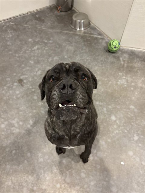 ZELLA - Cane Corso Mastiff available for adoption