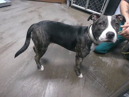 PIPER - American Pit Bull Terrier available for adoption